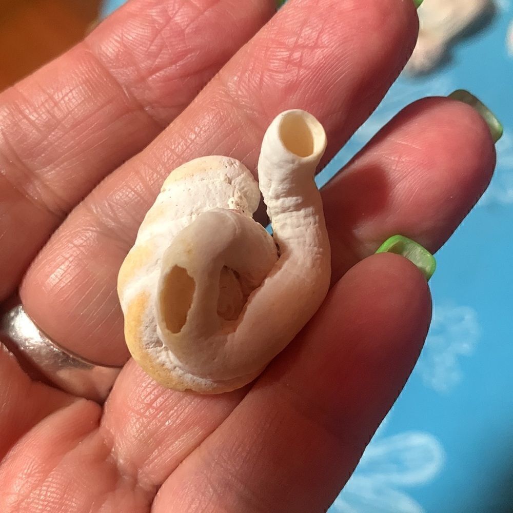 Bundle of Small Sea Shells From Bahamas - Picture 8 of 11